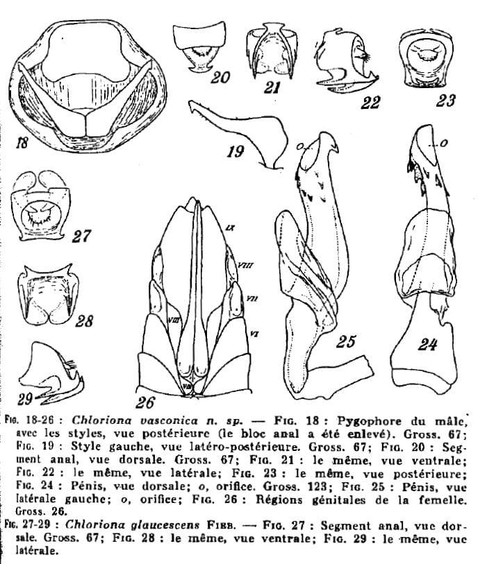 Chloriona species from Ribaut (1934)