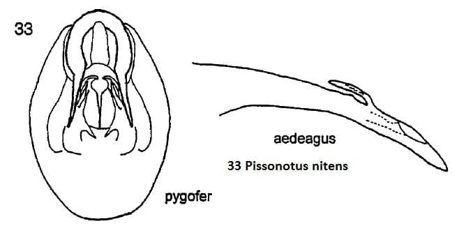 Pissonotus nitens