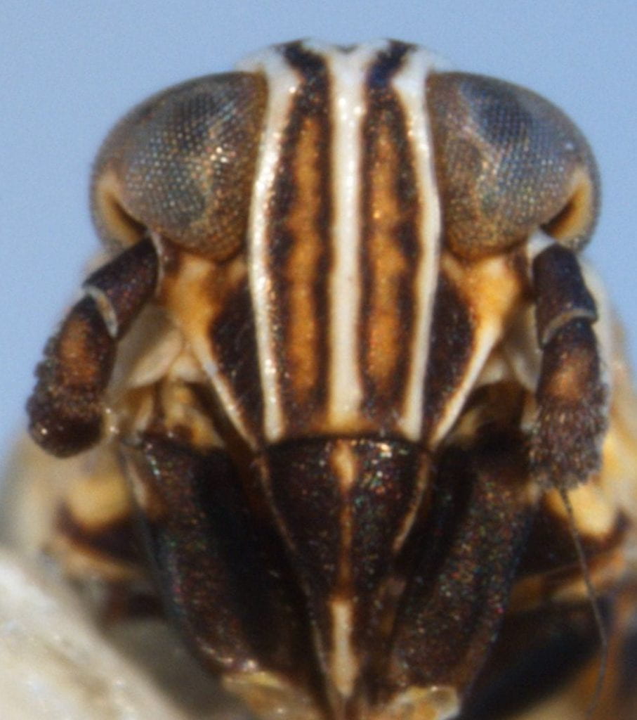 Megadelphax cornigera