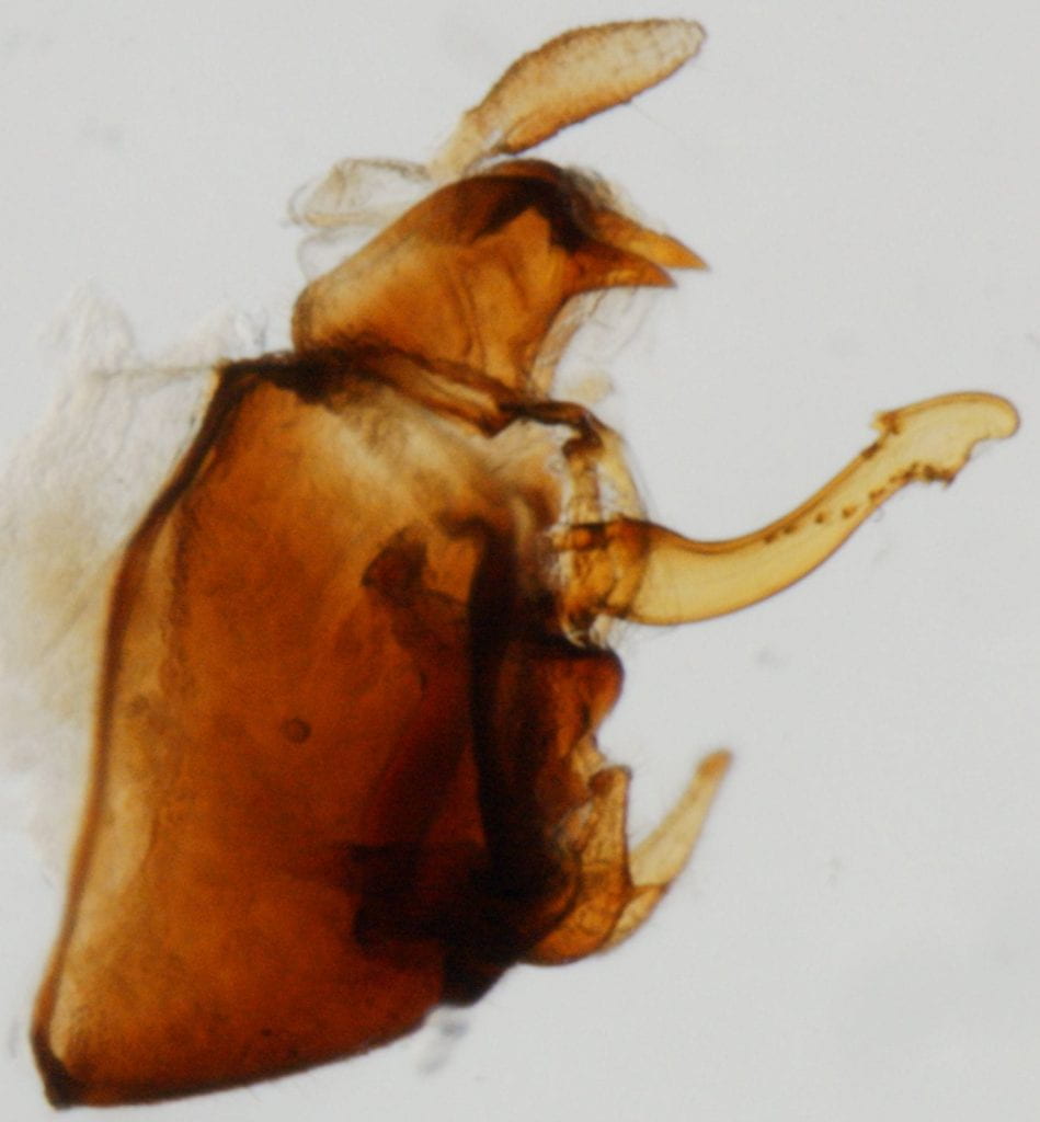 Megadelphax sordidulus