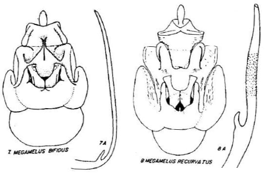 Megamalus bifidus and recurvatus from Beamer 1955