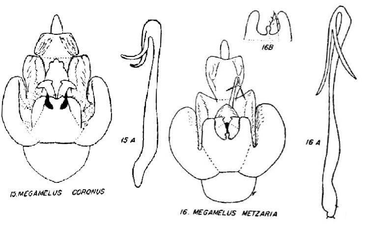 Megamelus coronus and metzaria from Beamer 1955