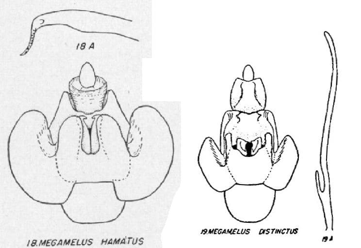 Megamelus hamatus and distinctus from Beamer 1955