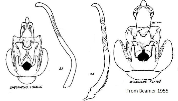 Megamelus lunatus and flavus from Beamer 1955