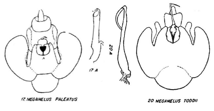 Megamelus Megamelus paleatus and toddi from Beamer 1955