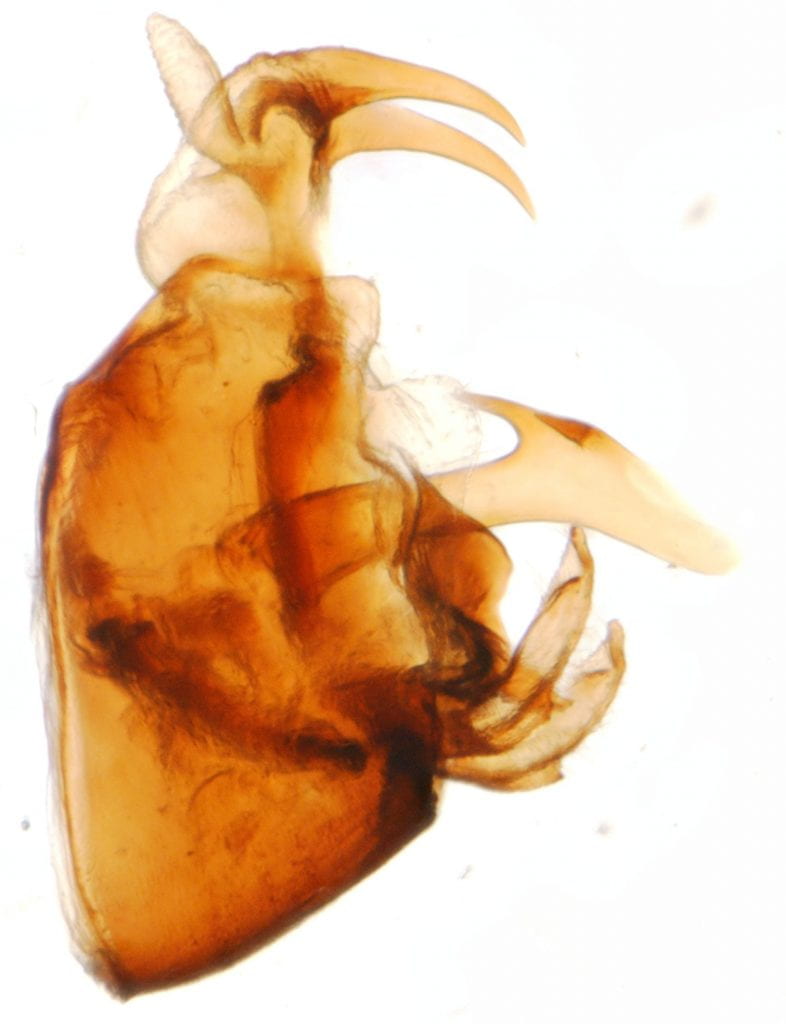 Megadelphax bidentatus