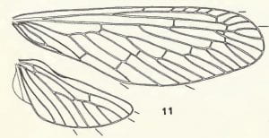 Pseudomysidia fuscovaria