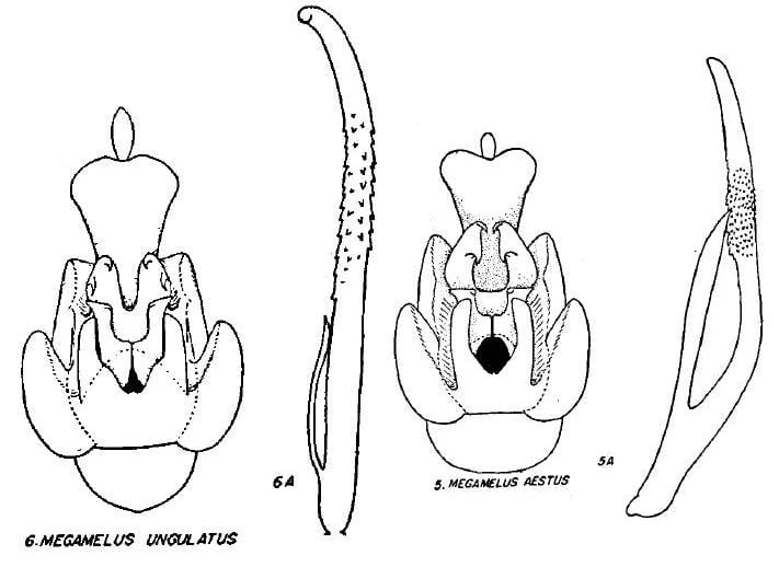 Megamelus ungulatus and aestus from Beamer 1955