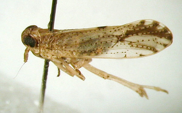 Perkinsiella thompsoni 