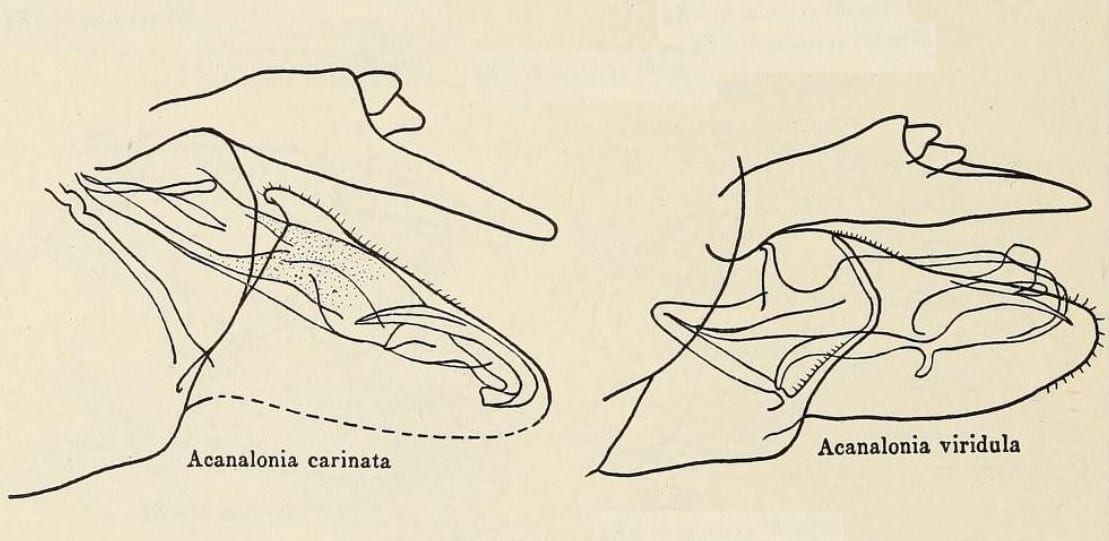 Acanalonia carinata and A. viridula