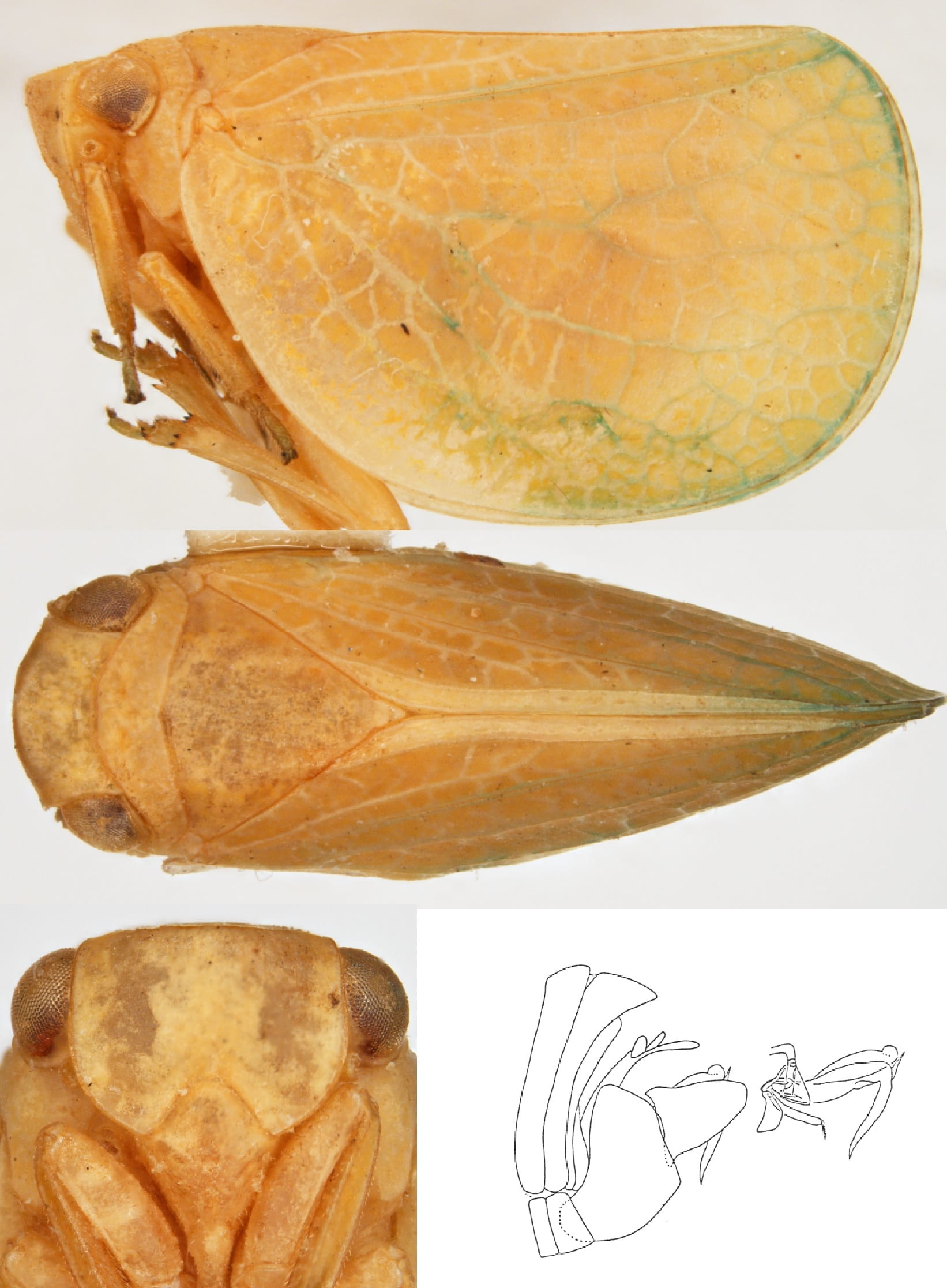 Acanalonia virescens