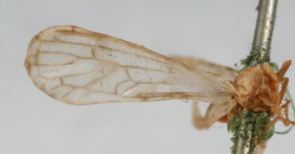 Anotia burnetii Holotype