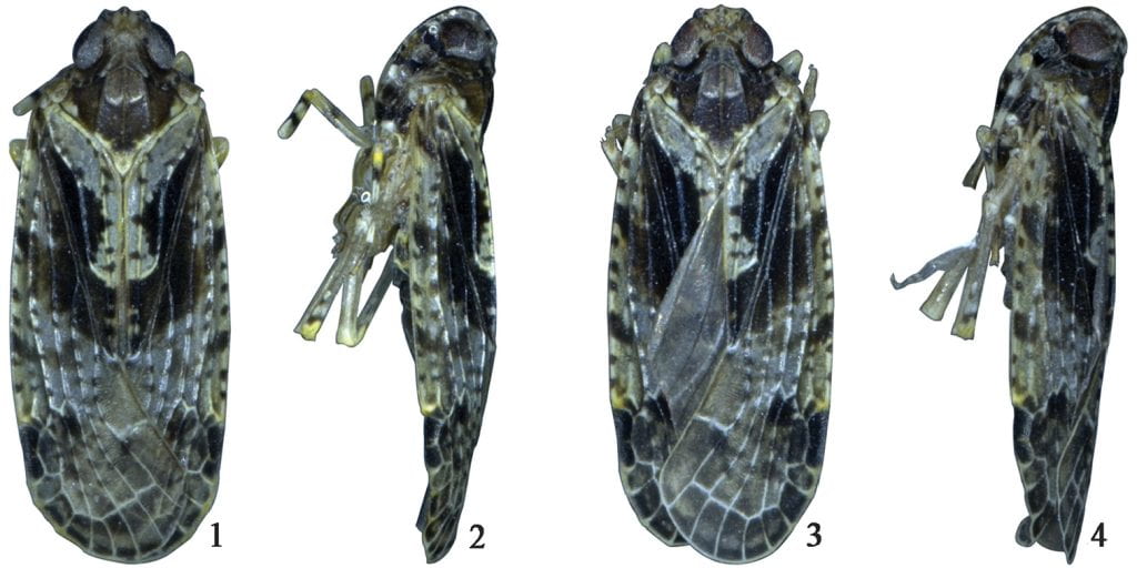 Magadhaideus xiphos sp. n. 1–2 Male habitus (dorsal and lateral views) 3–4 Female habitus