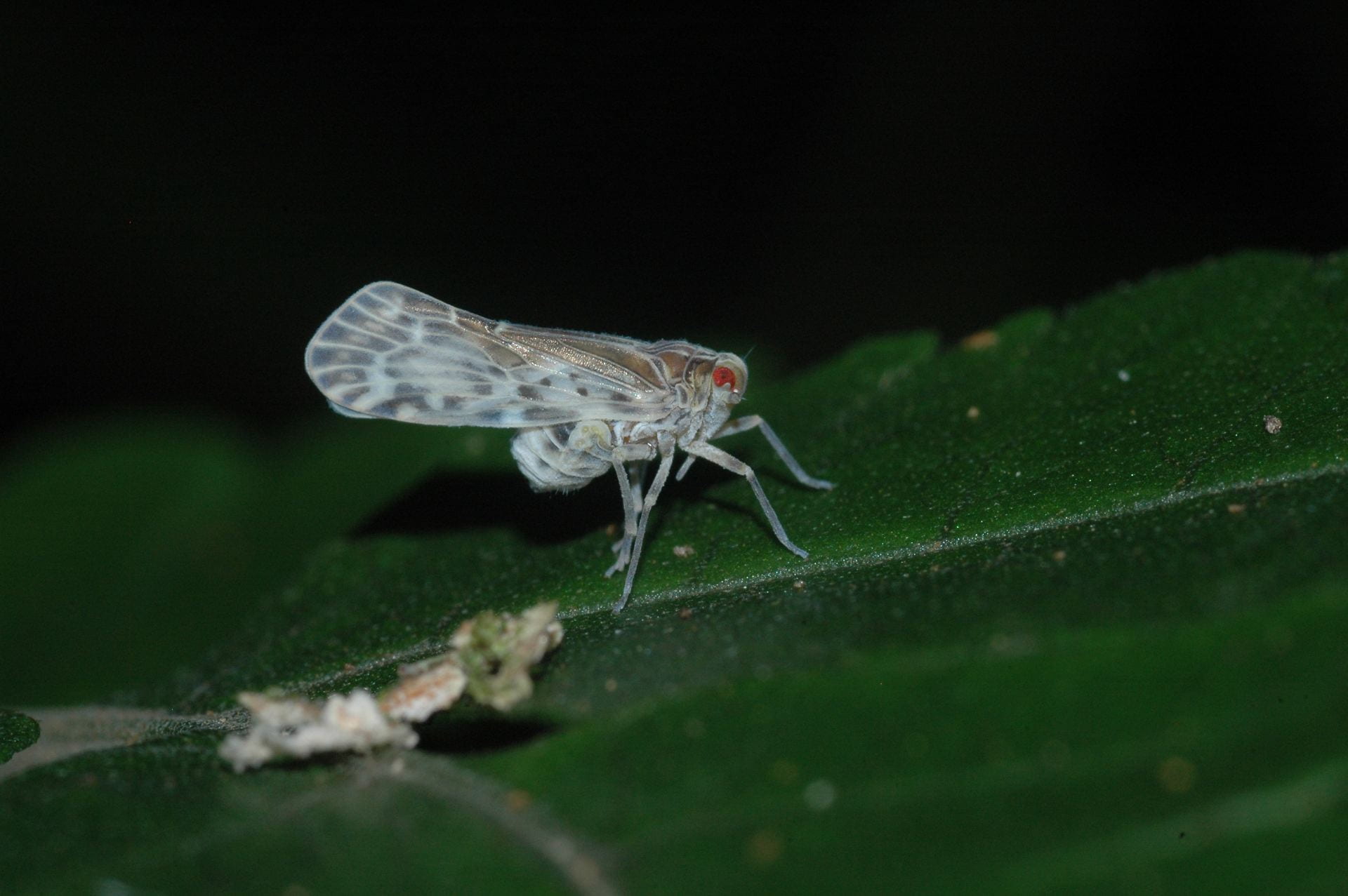 Achilixiidae, Bebaiotes