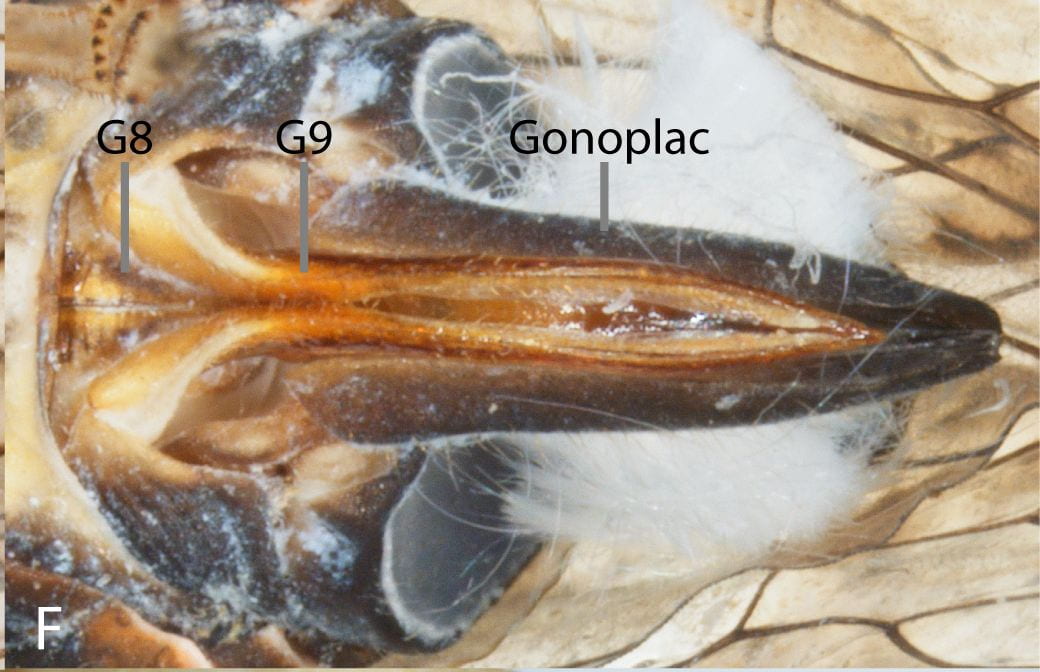 Ovipositor of Cixiidae