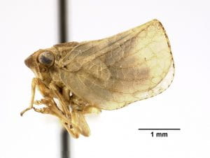 Philatis vicinus type specimen