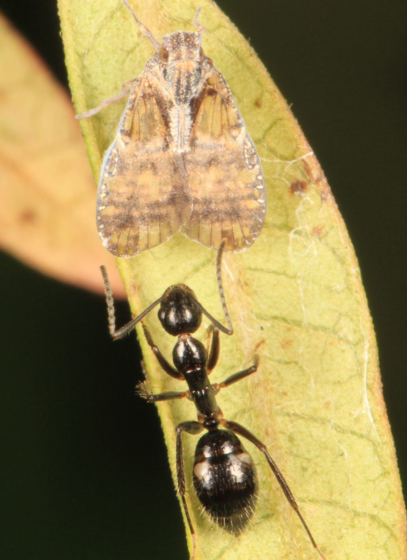 Bothriocera with ant