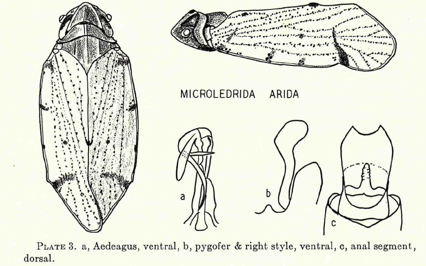 Microledrida arida from Caldwell and Martorell 1951