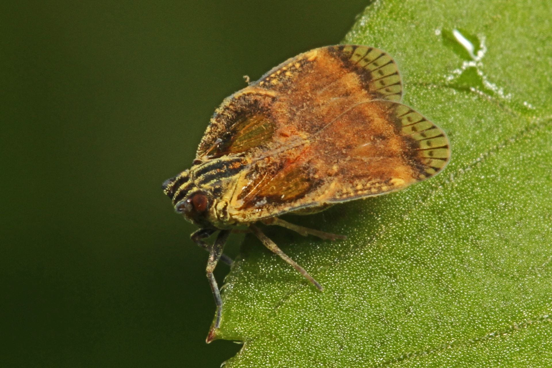 Bothriocera (Belmopan, Belize)
