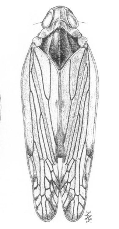Platycixius calvus