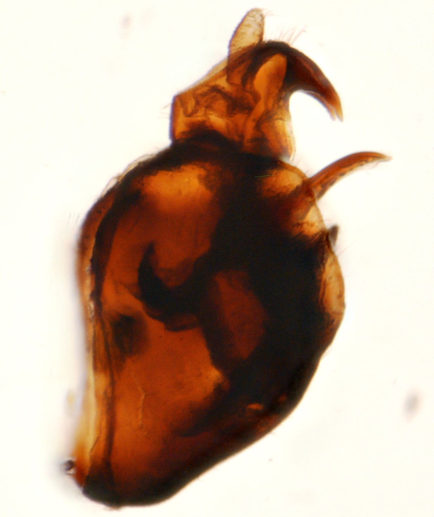 Holotype of Kusnezoviella munda (as Delphacodes)