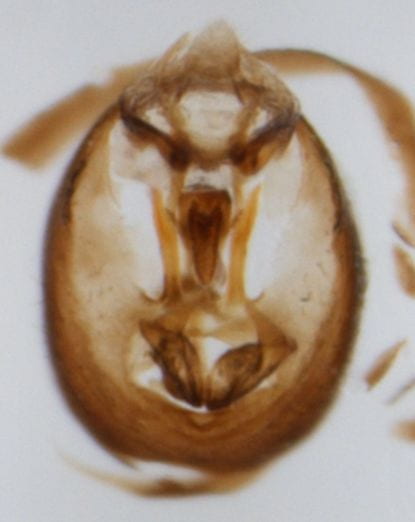 Liburniella ornata