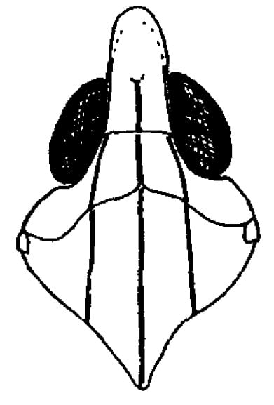 Macrocorupha gynerii Muir, 1926