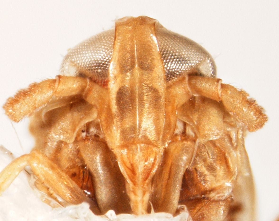 Syndelphax humilis 
