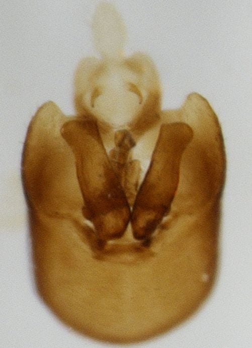 Syndelphax humilis 