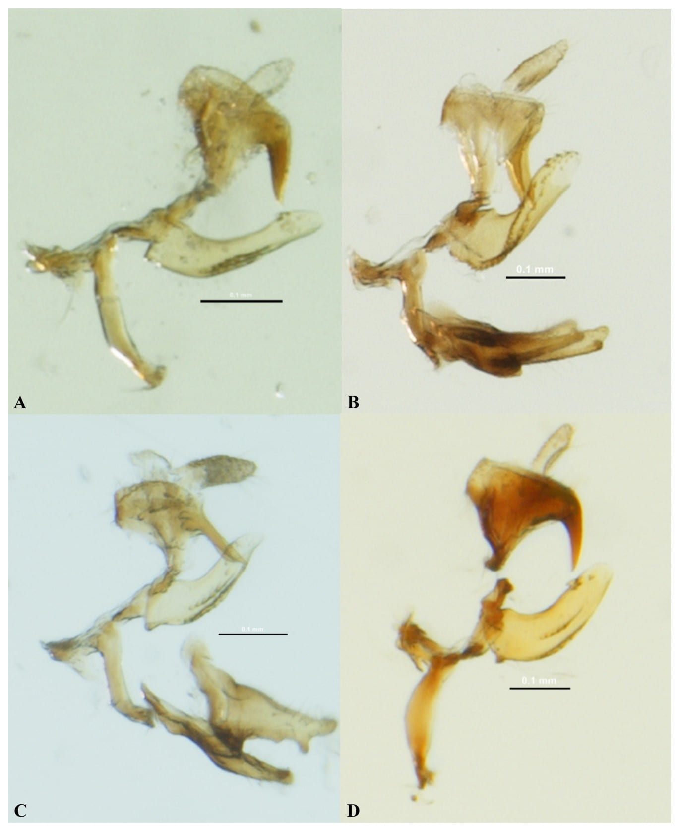 Fig. 4. Lateral views of the aedeagal complexes of Toya (scale = 0.1 mm). A. T. boxi (Florida), B. T. idonea (Florida), C. T. nigra (Costa Rica), D. Toya venilia (Guana Is., BVI).