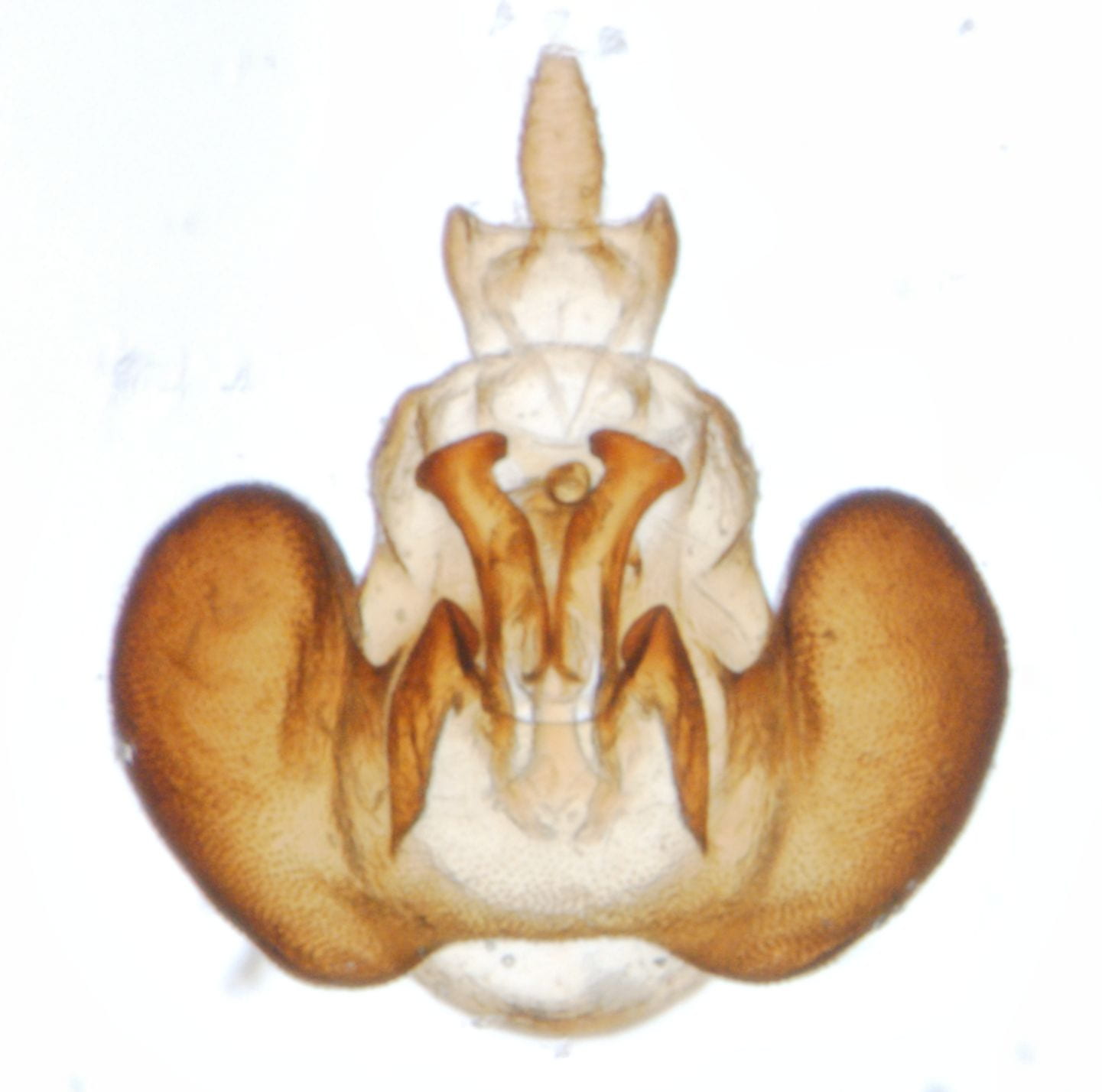 Megamelus paleatus