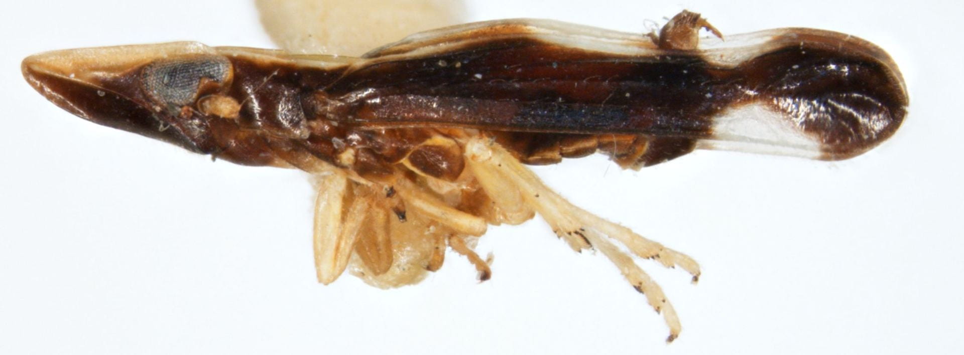 Neomegamelanus penilautus (male)