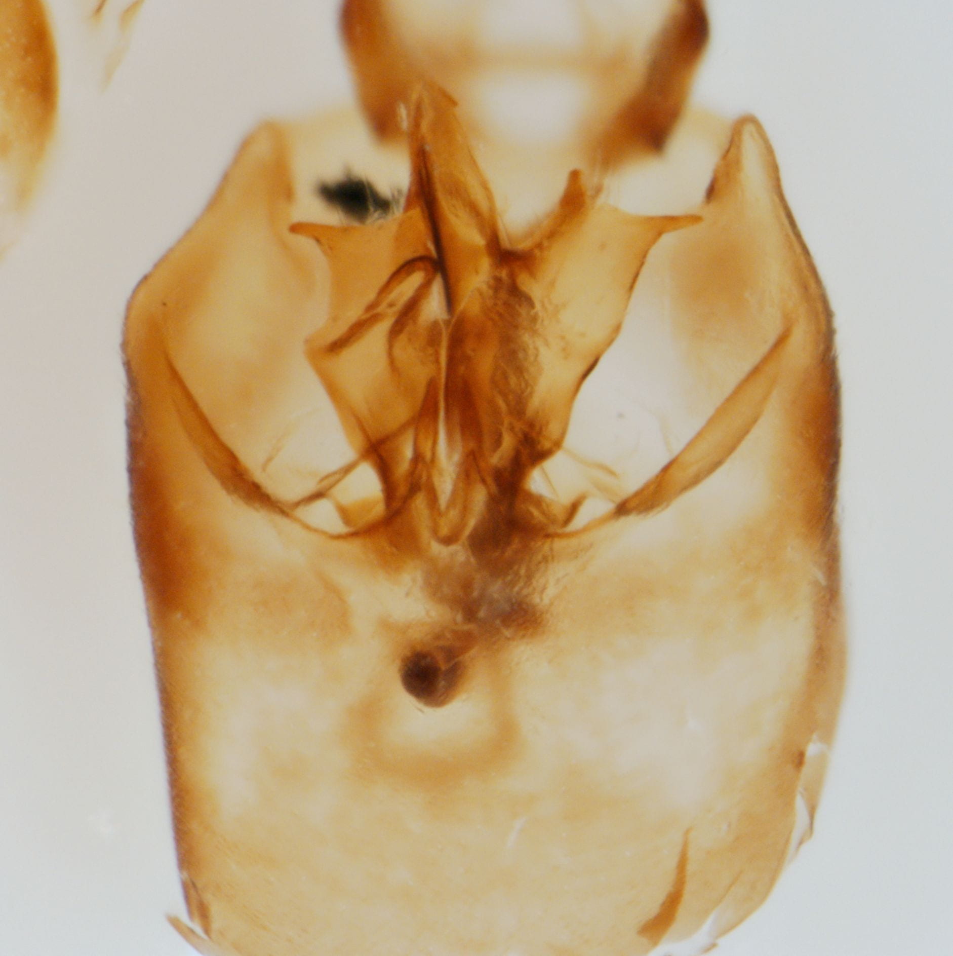 Perkinsiella saccharicida