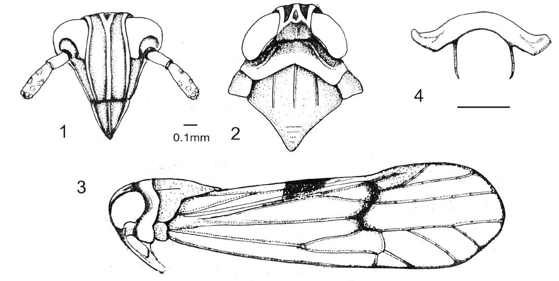 Pyrophagus tigrinus from De Remes Lenikov and Verela 2014 