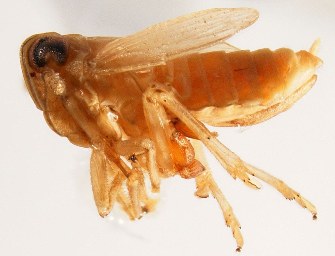 Syndelphax alexanderi (female)