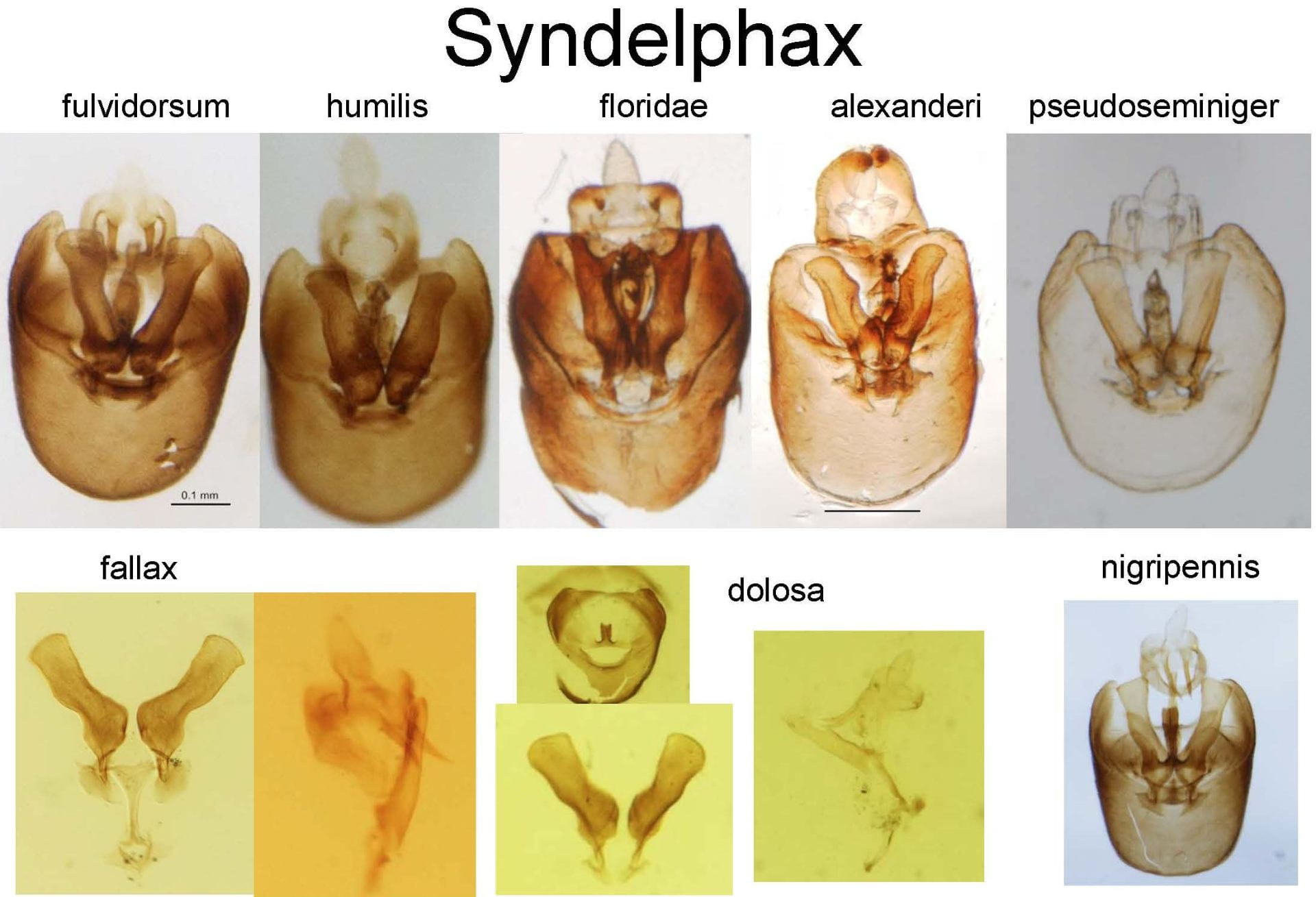Tails of New World Syndelphax species