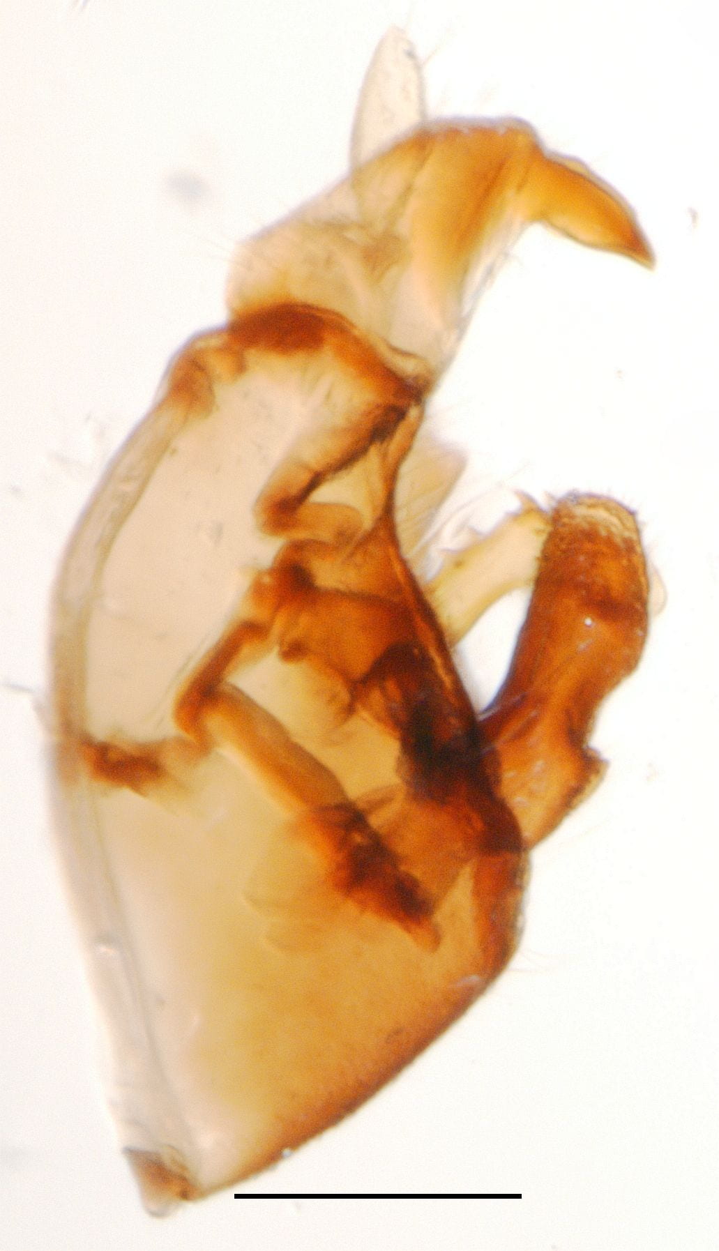 Syndelphax alexanderi 