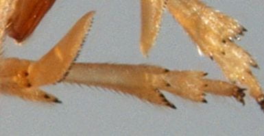 Syndelphax alexanderi