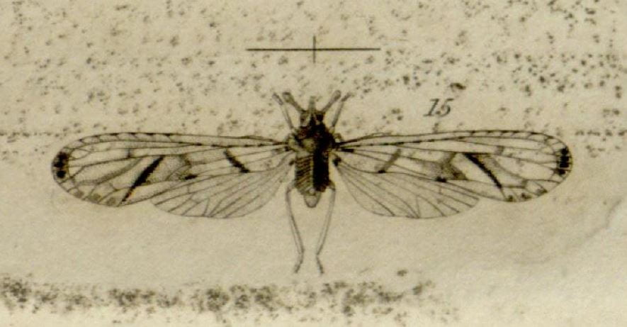 Kirby's 1821 depiction of Anotia bonnetii