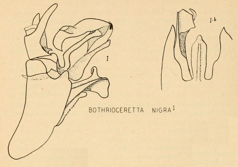 Bothrioceretta nigra from Caldwell 1950