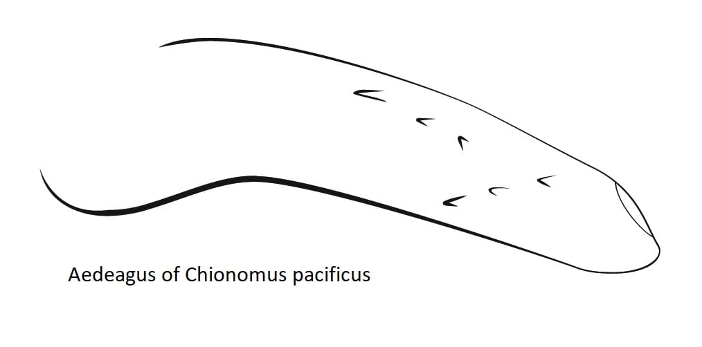 Aedeagus of Chionomus pacificus