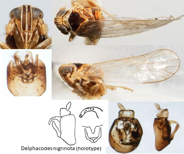 Delphacodes nigrinota