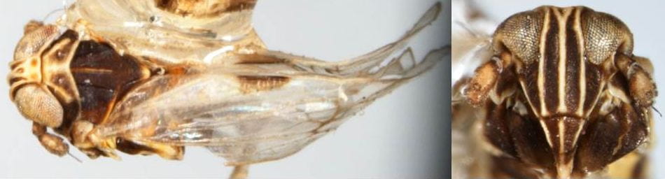 Falcotoya crawfordi