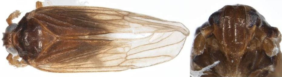 Melaniphax suffusculus
