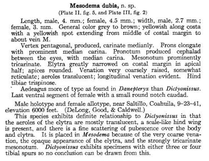 Misodema dubia description from Caldwell 1945 