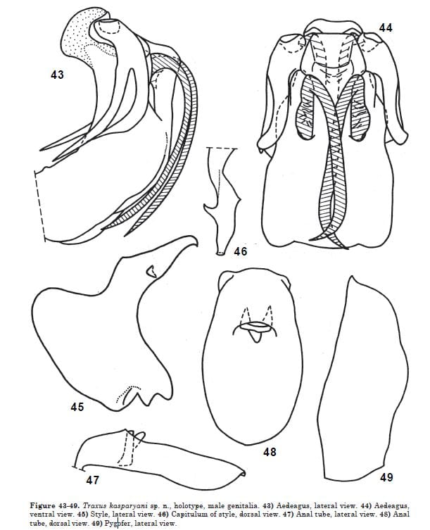 Traxus kasparyani genitalia