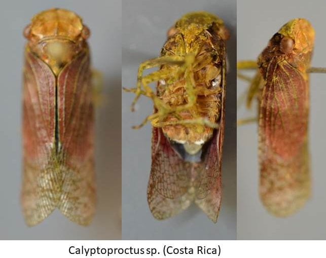 Calyptoproctus sp. (Costa Rica)