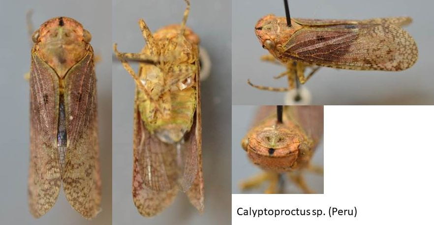 Calyptoproctus 