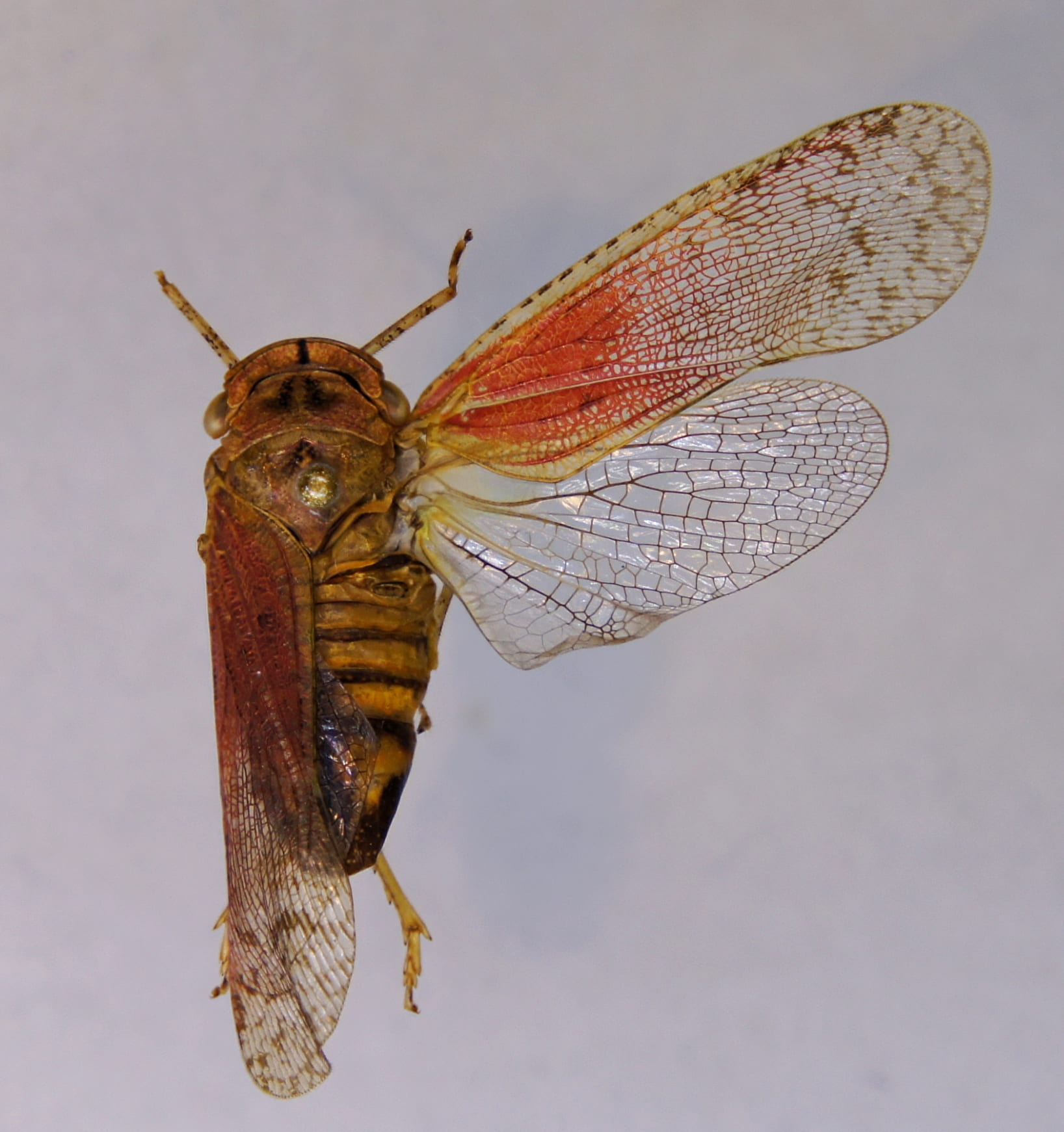 Calytoproctus fuscipennis_TPopp-1