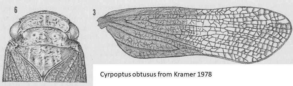 Cyrpoptus obtusus head and wing from Kramer 1978